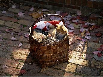 媒体分析 《生化危机4：重制版》火爆人气理由